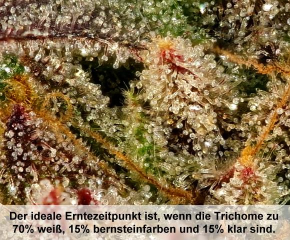 Erntezeitpunkt über die Farbe der Trichome bestimmen